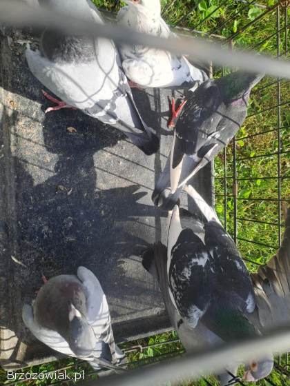 Golebie pocztowe sprzedam zamienie