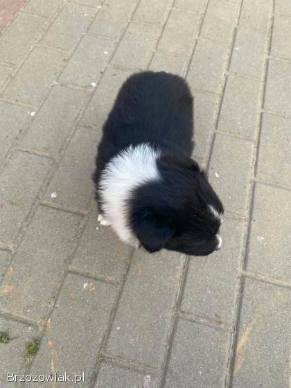 Szczeniaki Border Collie