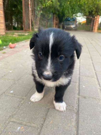 Szczeniaki Border Collie