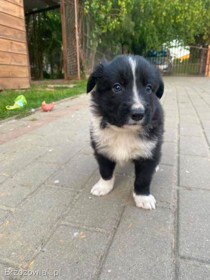 Szczeniaki Border Collie