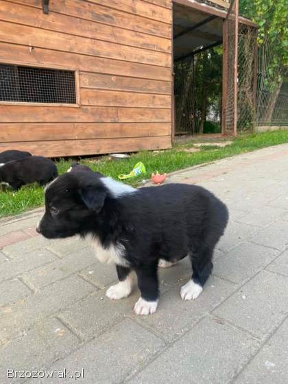 Szczeniaki Border Collie
