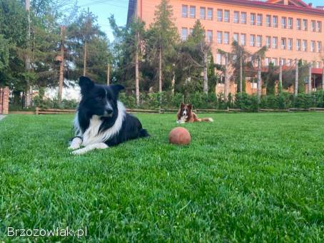 Szczeniaki Border Collie