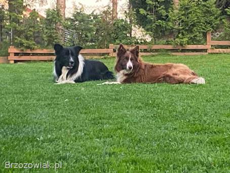 Szczeniaki Border Collie