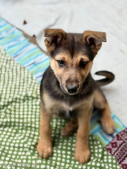 Lola -  4 miesięczny SZCZENIAK szuka domu!