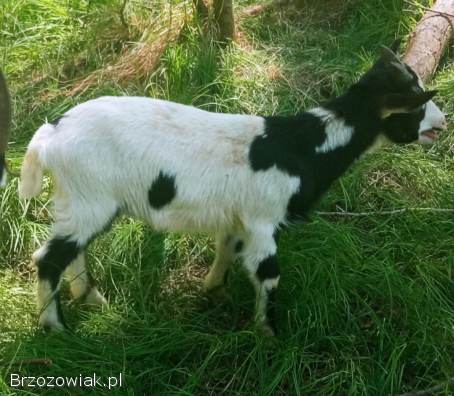Koziołek capek koza