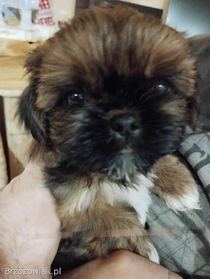 Shih Tzu z rodowodem SWKIPR