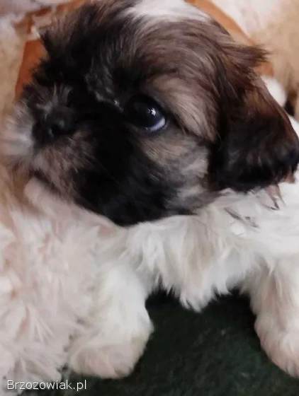 Shih Tzu z rodowodem SWKIPR