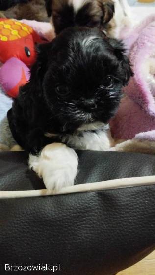 Shih Tzu z rodowodem SWKIPR