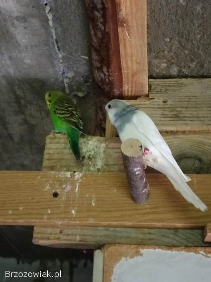 Papugi papuga