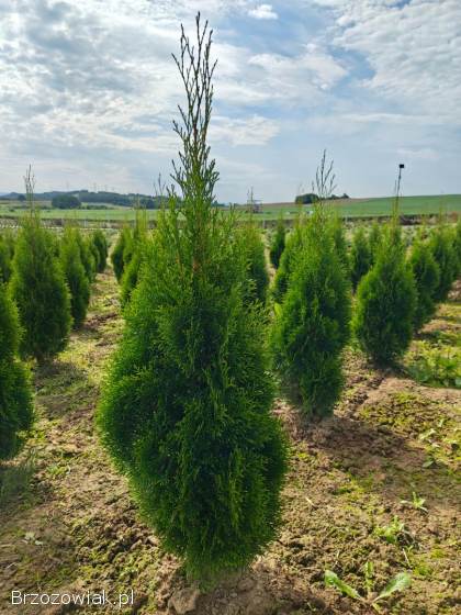 Tuje Tuja Szmaragd wys.  110-130 cm.