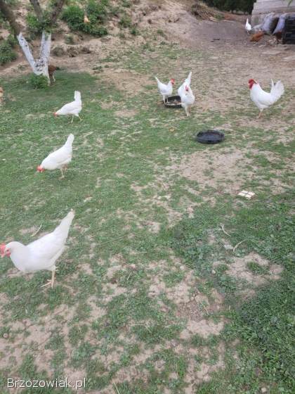 Jaja lęgowe leghorn
