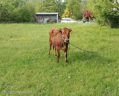 Cieliczka,  cielę,  jałówka,  krowa Jersey