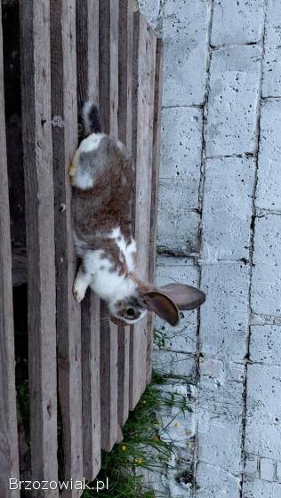 Króliki młoda samica