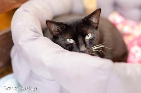 Bryś -  cudowny,  delikatny,  wesoły kotek szuka domu!