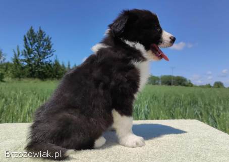 Piękny Rasowy Pies Border Collie -  Szczeniak z pełną dok.  z hodowli