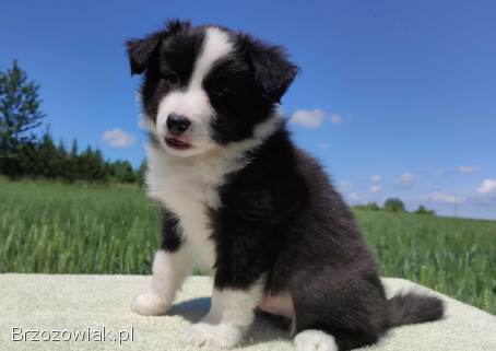 Piękny Rasowy Pies Border Collie -  Szczeniak z pełną dok.  z hodowli