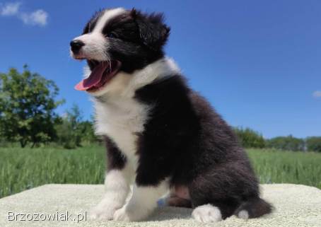 Piękny Rasowy Pies Border Collie -  Szczeniak z pełną dok.  z hodowli