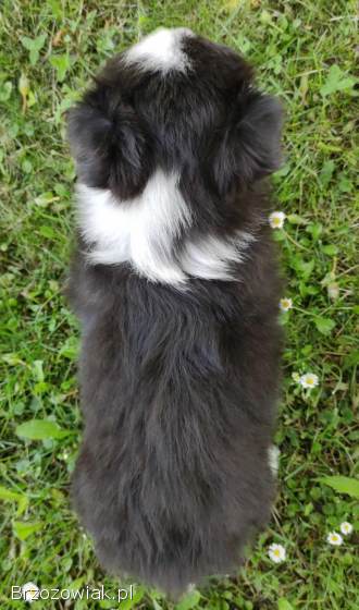 Piękny Rasowy Pies Border Collie -  Szczeniak z pełną dok.  z hodowli