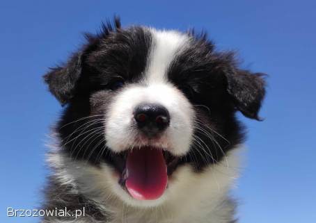 Piękny Rasowy Pies Border Collie -  Szczeniak z pełną dok.  z hodowli