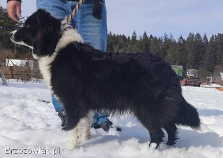 Piękny Rasowy Pies Border Collie -  Szczeniak z pełną dok.  z hodowli