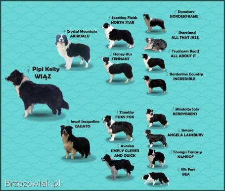 Piękny Rasowy Pies Border Collie -  Szczeniak z pełną dok.  z hodowli