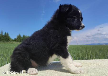 Rasowa suczka -  Border Collie z pełną dok.