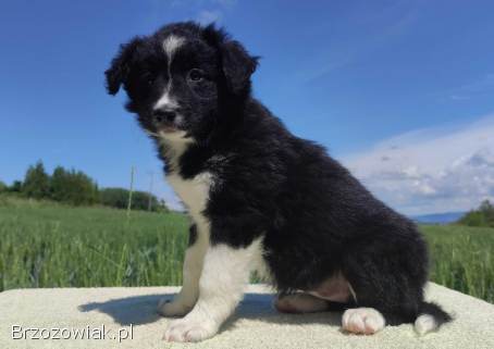 Rasowa suczka -  Border Collie z pełną dok.