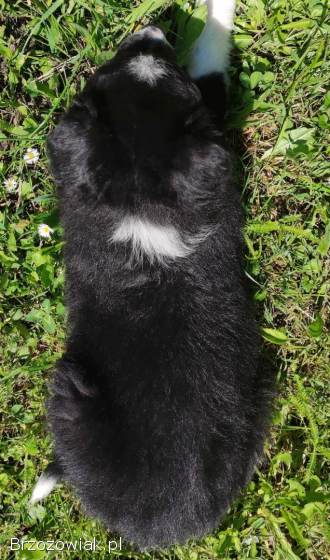 Rasowa suczka -  Border Collie z pełną dok.