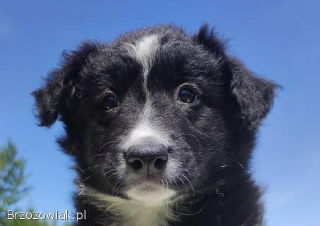 Rasowa suczka -  Border Collie z pełną dok.