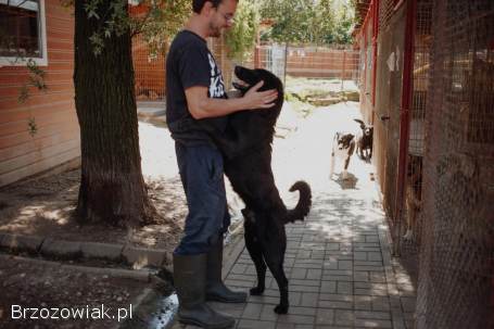 Pluto -  zakochany w człowieku LABRADOR mix