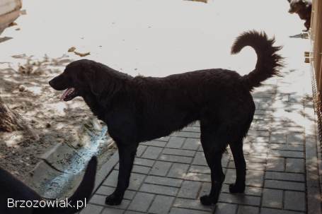 Pluto -  zakochany w człowieku LABRADOR mix