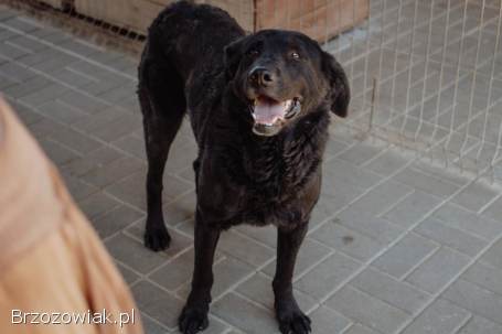 Pluto -  zakochany w człowieku LABRADOR mix