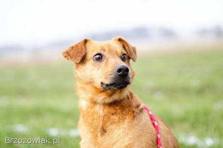Rożek -  delikatny,  łagodny,  niewielki psiak