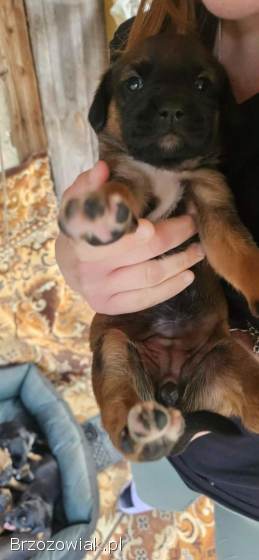 Oddam w dobre ręce szczeniaczki