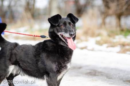 Patyk – fantastyczny,  jamnikowaty wesołek!