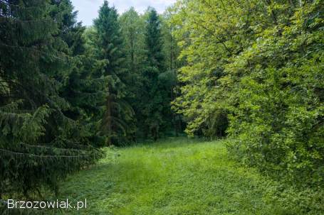Działka budowlana 90 ar