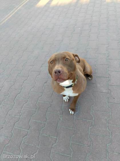 Megi,  wyjątkowa sunia w typie pitbulla red nose