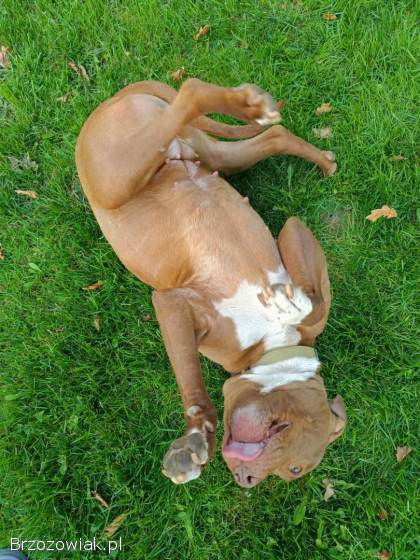 Megi,  wyjątkowa sunia w typie pitbulla red nose