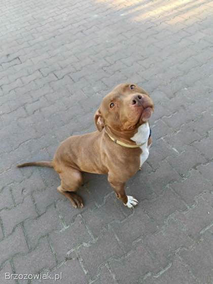 Megi,  wyjątkowa sunia w typie pitbulla red nose