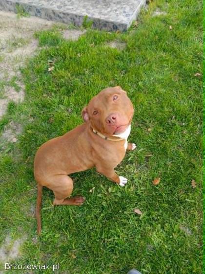 Megi,  wyjątkowa sunia w typie pitbulla red nose