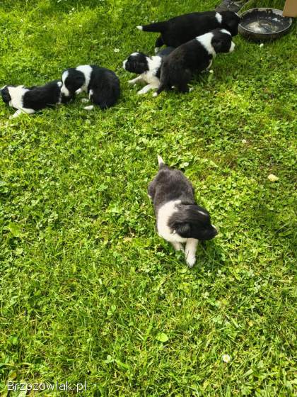 Pieski Border collie