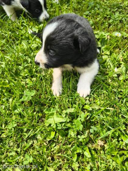 Pieski Border collie