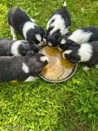 Pieski Border collie