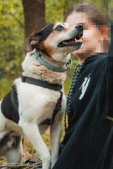 Aruś -  deliaktny,  ciepły,  kochany psiak!