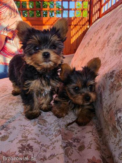 Yorkshire terrier i shih tzu