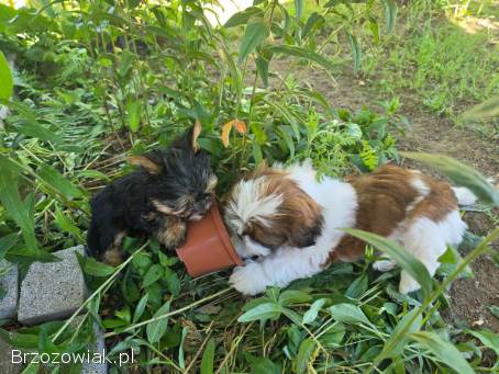 Yorkshire terrier i shih tzu
