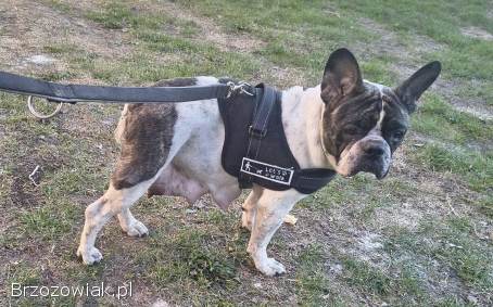 Bella -  psie serduszko na czterech łapkach