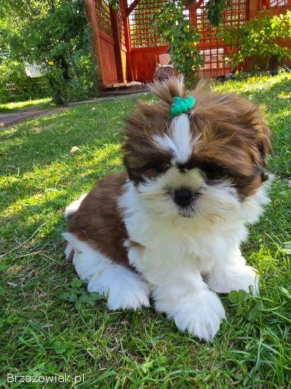 Pies shih tzu