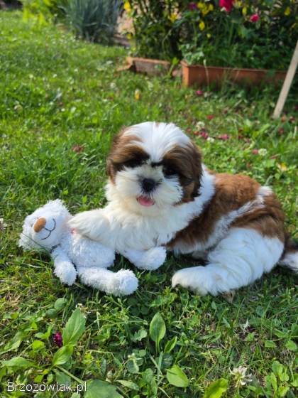 Pies shih tzu