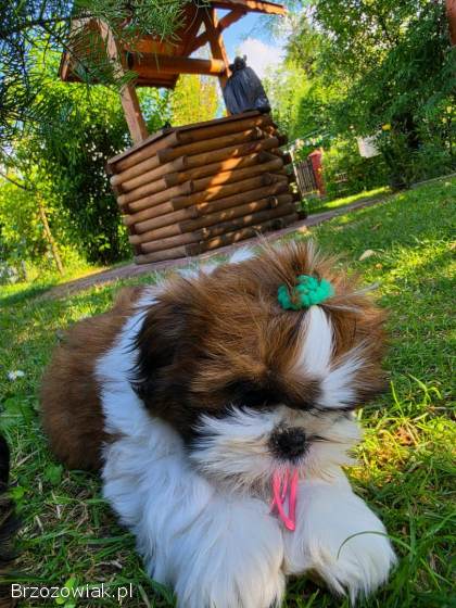 Pies shih tzu